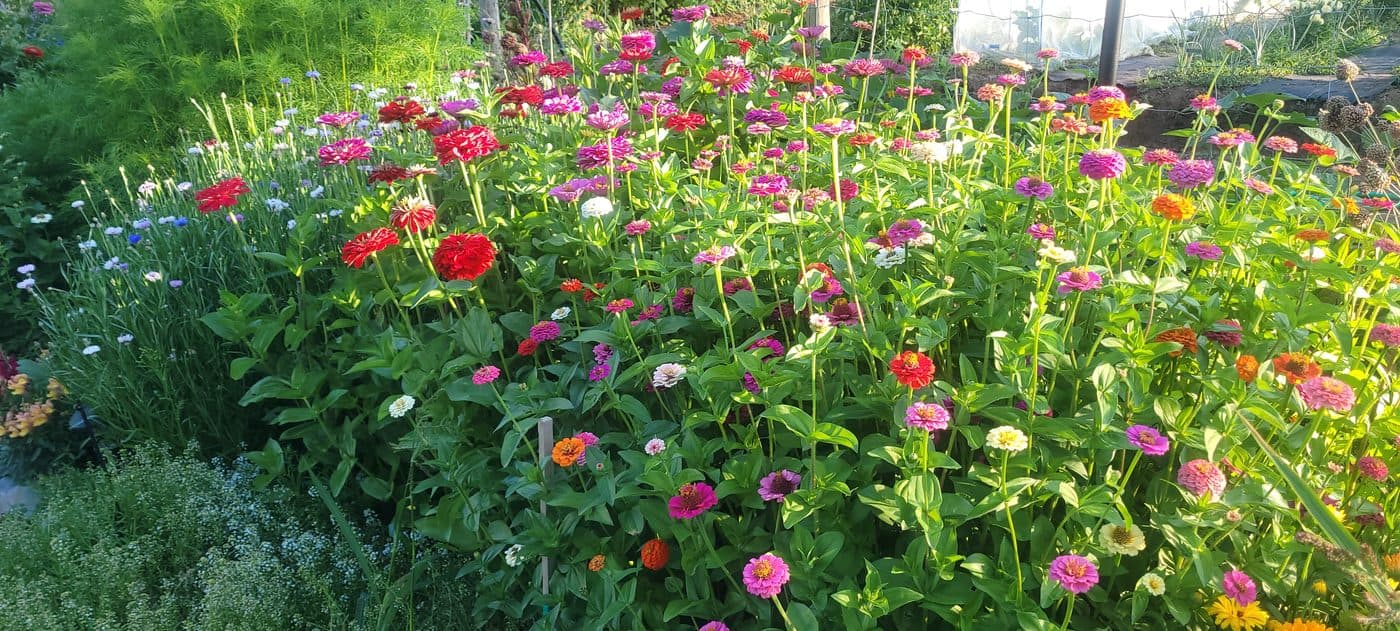 the gardens
