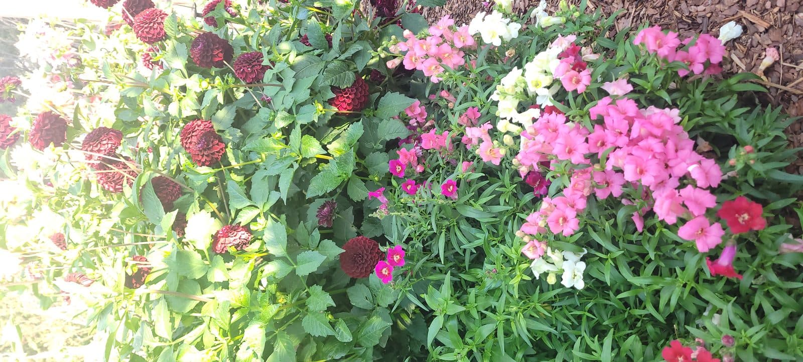 Gardens at Indigo Oasis 2