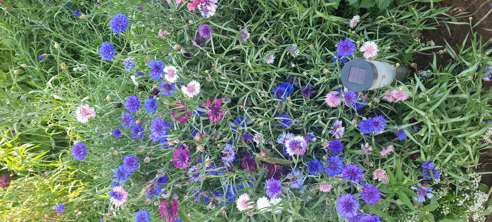 Gardens at Indigo Oasis 4