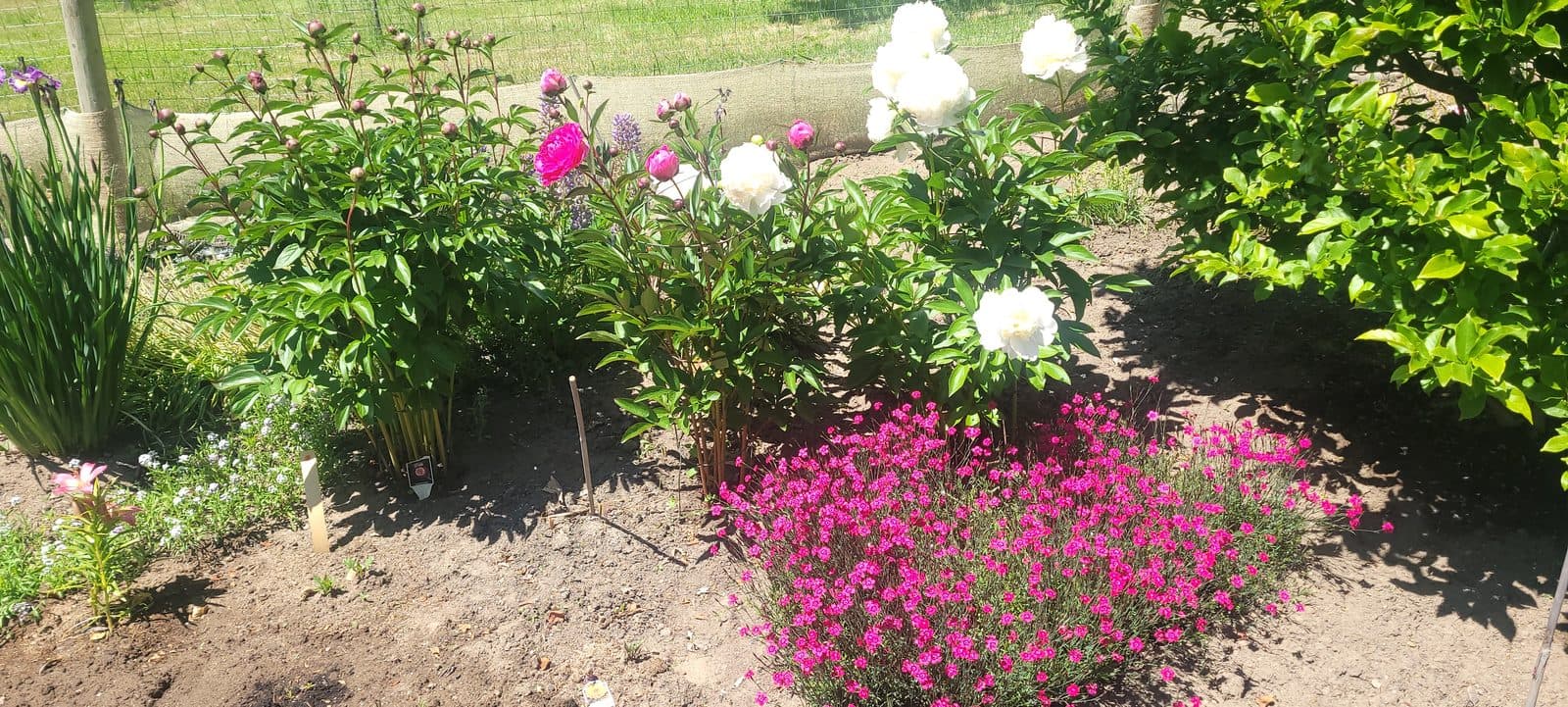 Gardens at Indigo Oasis 6